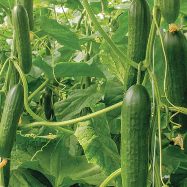 West Coast Seeds Cucumber Seeds